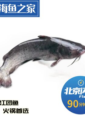 北京闪送 2.5-2.8斤/条 鲜活江团鱼 长吻鮠 淡水鱼刁鱼鮰鱼清江鱼