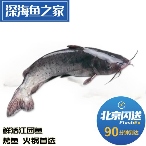 北京闪送 2.5-2.8斤/条 鲜活江团鱼 长吻鮠 淡水鱼刁鱼鮰鱼清江鱼