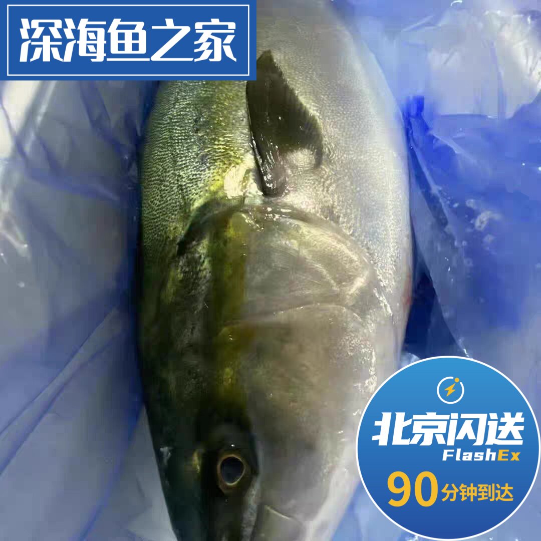 空运日料刺身放血寒师鱼 冷海域 黄尾师鱼 油甘鱼