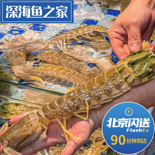 北京闪送 4-8两/只鲜活泰国进口超大富贵虾海鲜巨型菇濑尿虾公虾