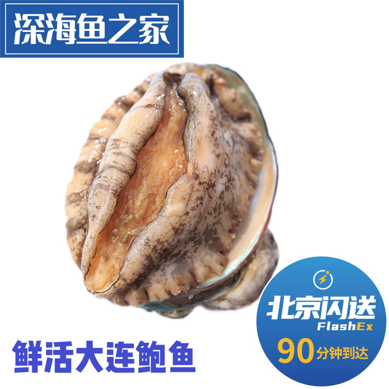 北京闪送 500g一份2-20头鲜活大连鲍鱼 可收拾好 贝类海鲜水产