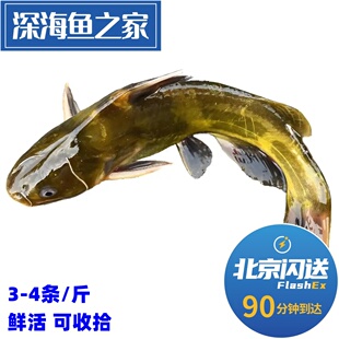 北京闪送 3-4条一斤鲜活嘎鱼 黄骨鱼 黄辣丁 养殖昂刺鱼 角针鱼