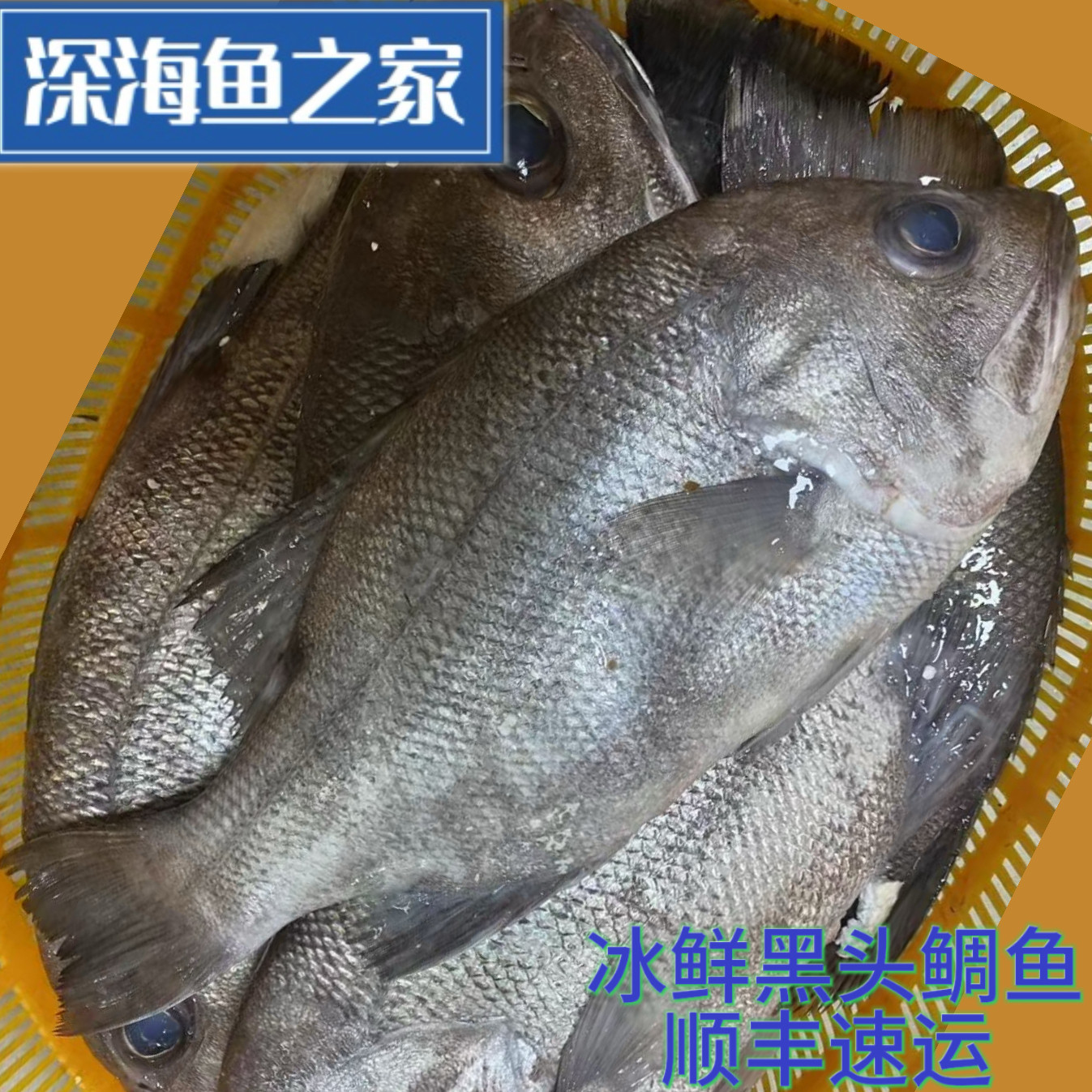 2-7斤/条 冰鲜钓口黑目鲷鱼 自然水域深海海鲜水产