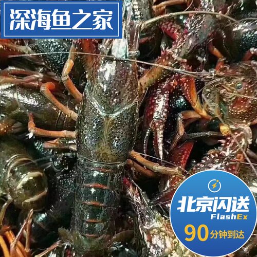 北京闪送 500g鲜活小龙虾潜江 清水虾 新鲜水产