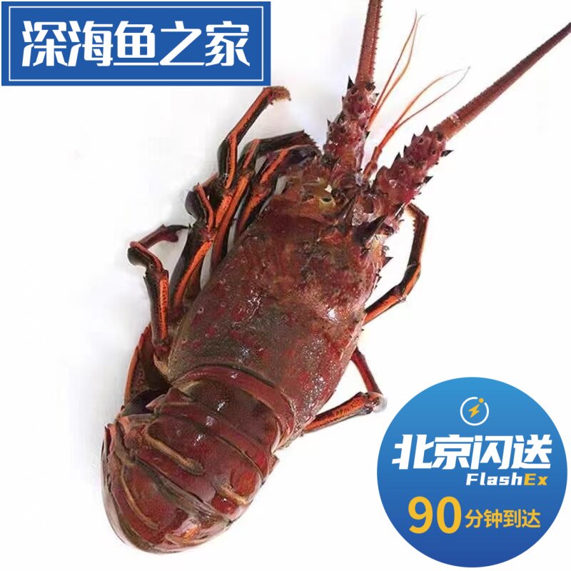 北京闪送2-10斤 红龙虾鲜活澳洲大龙虾进口海鲜鲜活红龙