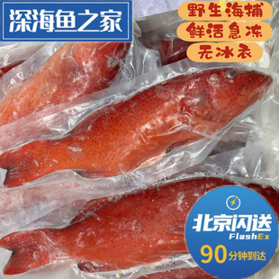 北京闪送 1-7斤/条 鲜活急冻东星斑鱼 自然水域海鲜水产