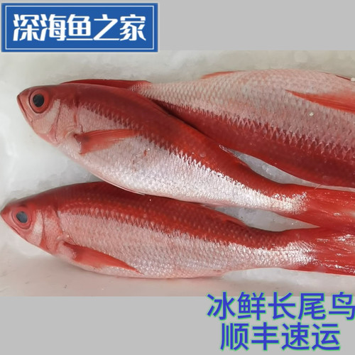 冰鲜 长尾滨鲷鱼 长尾鸟鱼 深海鱼 海鲜水产