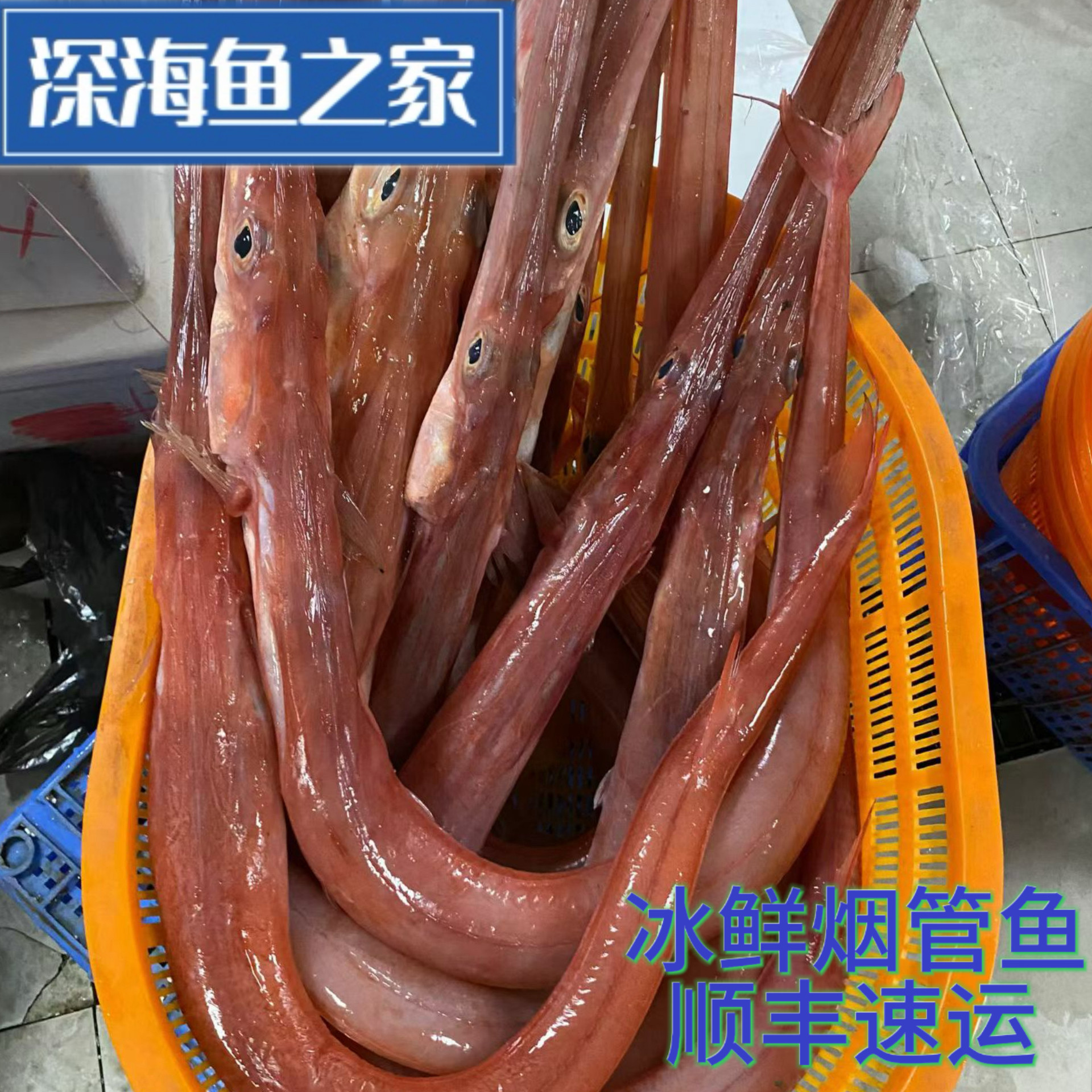 冰鲜烟管鱼 马鞭鱼 嘴巴超长味美刺少 1-4斤/条