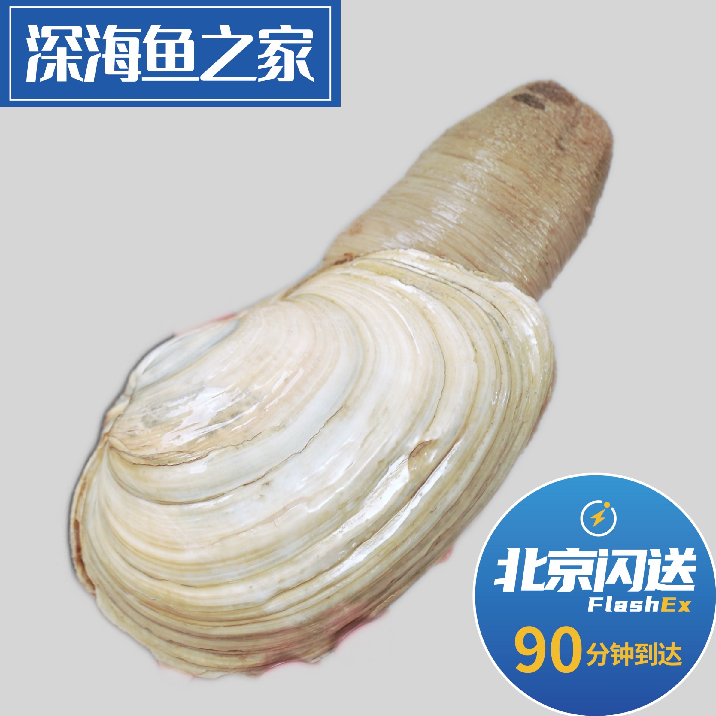 北京闪送 鲜活象拔蚌2-3斤/只 水蚌大蚌仔 海鲜水产刺身火锅食材