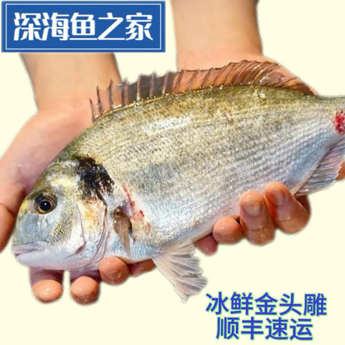 冰鲜金头鲷  金雕大西洋鲷  肉质结实清透 火锅清蒸红烧都很美味