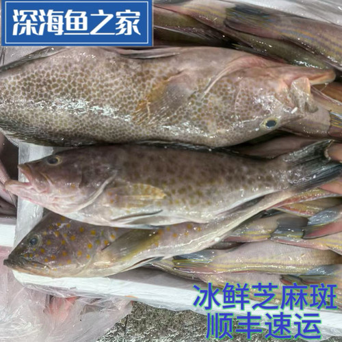 冰鲜钓口芝麻斑鱼 麻斑鱼  海鲜水产