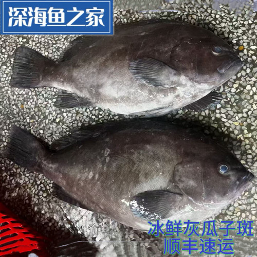 3斤一份 1-2斤/条 冰鲜灰瓜子斑鱼 自然水域海鲜水产