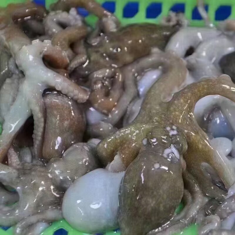 北京闪送 2-4条500g鲜活八爪鱼 章鱼 长腿八 大墨鱼 海鲜水产