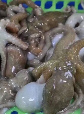 北京闪送 2-4条500g鲜活八爪鱼 章鱼 长腿八 大墨鱼 海鲜水产