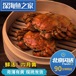 北京闪送 鲜活六月黄大闸蟹 大小公母可选 河蟹螃蟹 单只活蟹价格