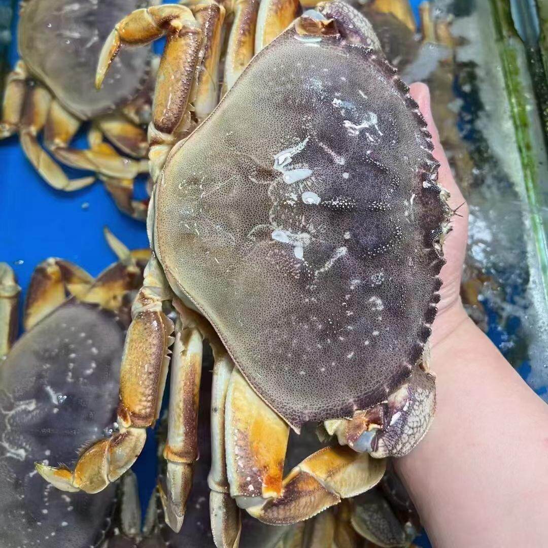 北京闪送2-3斤/只 鲜活珍宝蟹 太子蟹 面包蟹 螃蟹 海鲜水产