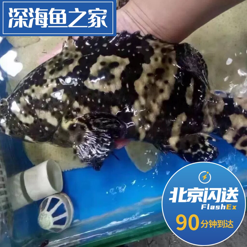 北京闪送1.6-1.8斤 鲜活正宗老虎斑 进口海鲜深海老虎斑鱼 石斑鱼图片