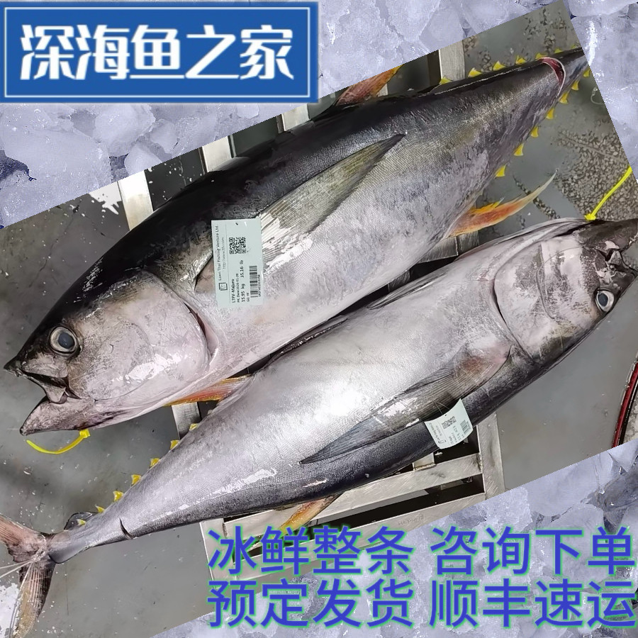 马绍尔自然海域生长冰鲜钓口整条大黄鳍金枪鱼去腮去肚源头批发