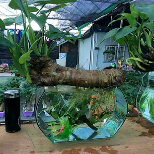 滴水观音绿植小叶水养千手观音办公室内桌面水培玻璃鱼缸植物过滤