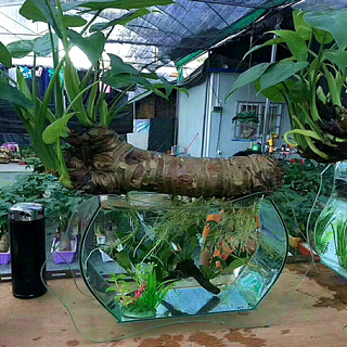 滴水观音盆栽小叶水养千手观音植物办公室内桌面水培玻璃缸瓶绿植