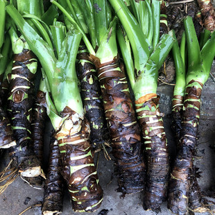 霸王芋象耳芋大叶绿植盆栽室内庭院客厅水培滴水观音老桩四季 常绿