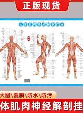 人体肌肉神经解刨挂图铜版纸