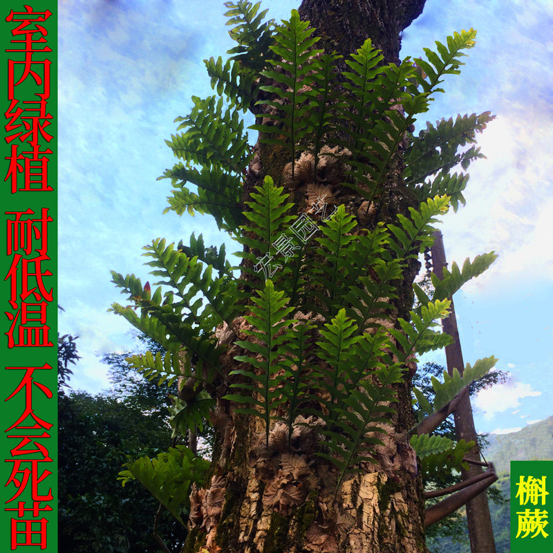 野生槲蕨骨碎补根块种苗毛姜屋檐姜崖姜爬石蕨盆栽绿植中草药材