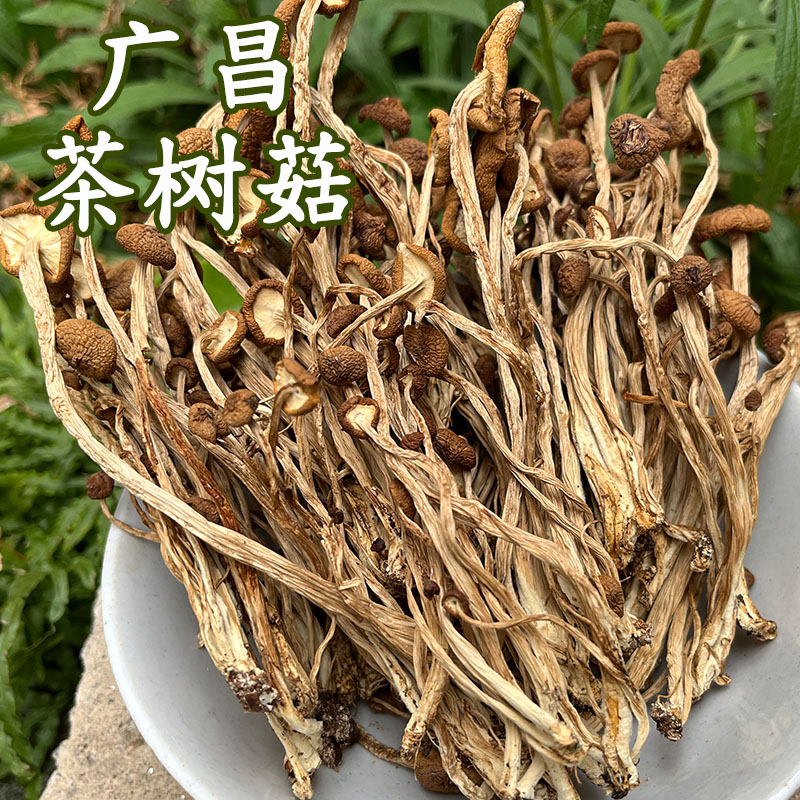 本月刚采茶树菇干货茶树菇250