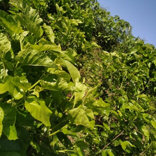 新鲜桑叶优质食物嫩桑叶喂蚕宝宝吃的天然易消化蚕宝宝吃的营养