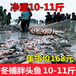 吉林淡水湖胖头鱼冬捕鱼冬捕胖头鱼鲢鱼胖头鱼鲢鳙鱼4-35