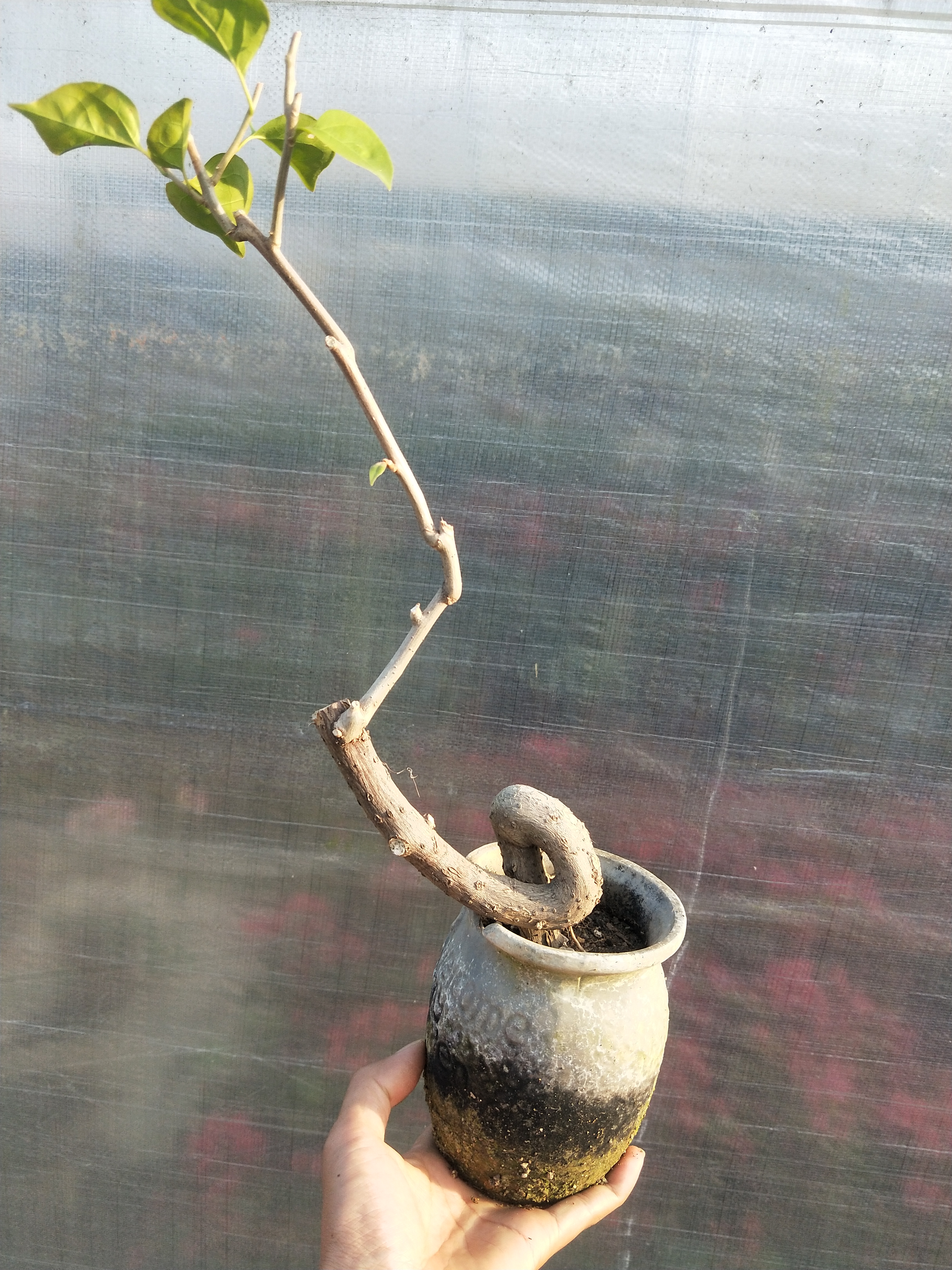 三角梅，掌中宝，庭院，阳台，小盆栽彩色花卉，一物一拍，，，，