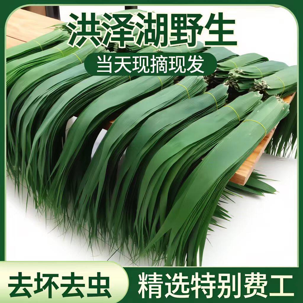 正宗白洋淀新鲜野生芦苇叶纯天然现摘农家粽子叶新鲜芦苇叶粽子叶