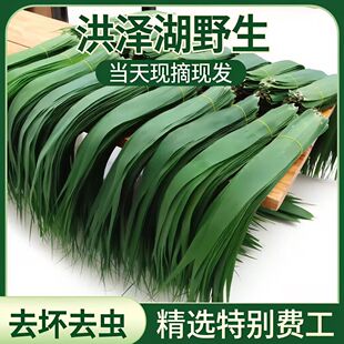 正宗白洋淀新鲜野生芦苇叶纯天然现摘农家粽子叶新鲜芦苇叶粽子叶