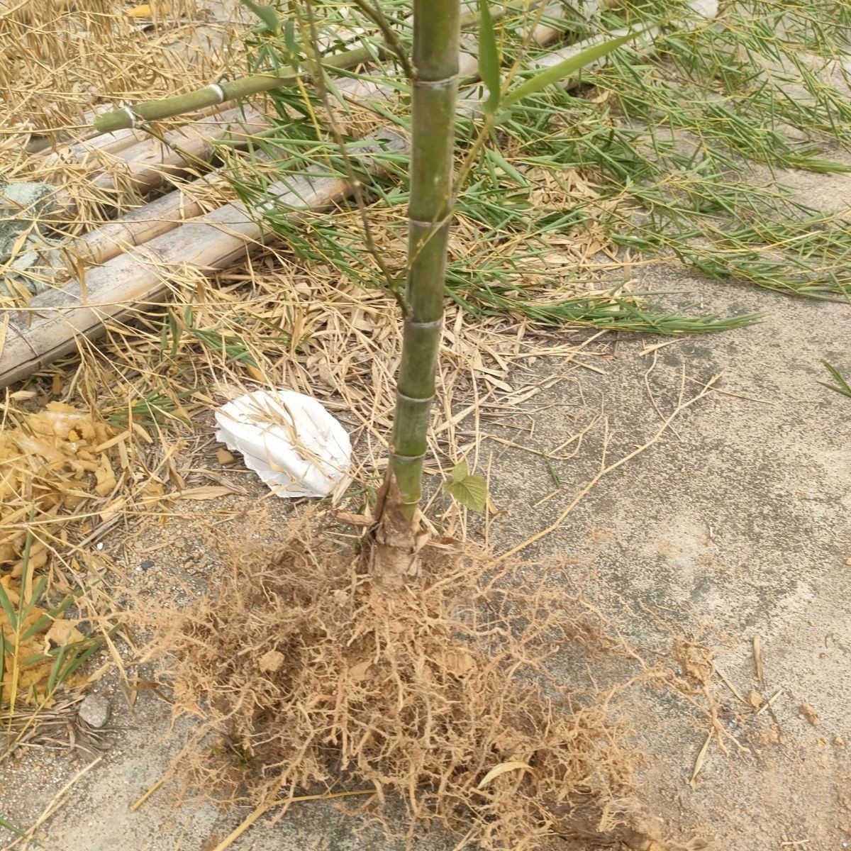 毛竹又名楠竹，种苗耐寒植物零下20度安然过冬适应南方北方种植