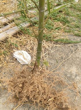 毛竹又名楠竹，种苗耐寒植物零下20度安然过冬适应南方北方种植