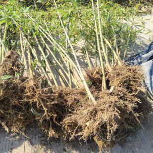 高节竹又名羊毛竹或称黑哺鸡竹适合南北方种植食用笋及 绿化竹苗