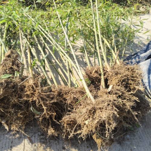 高节竹又名羊毛竹或称黑哺鸡竹适合南北方种植食用笋及 绿化竹苗