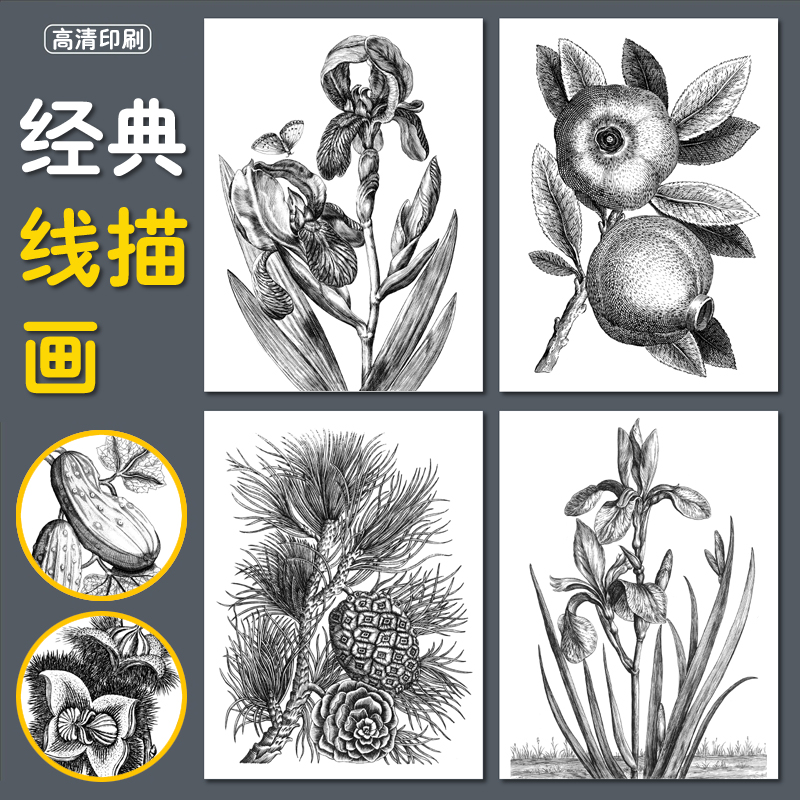 经典线描画临摹卡花卉植物蔬果少儿美术装饰画画室培训考级素材A5图片