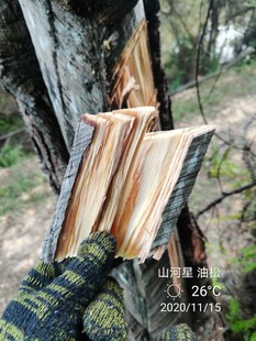 松明引火条点火柴火引燃松光琥珀木松脂生火燃料油柴木炭生火工具