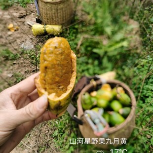 新鲜野水果木通果野木瓜麻藤包八月瓜九月黄牛卵坨果牛哈卵泡10个