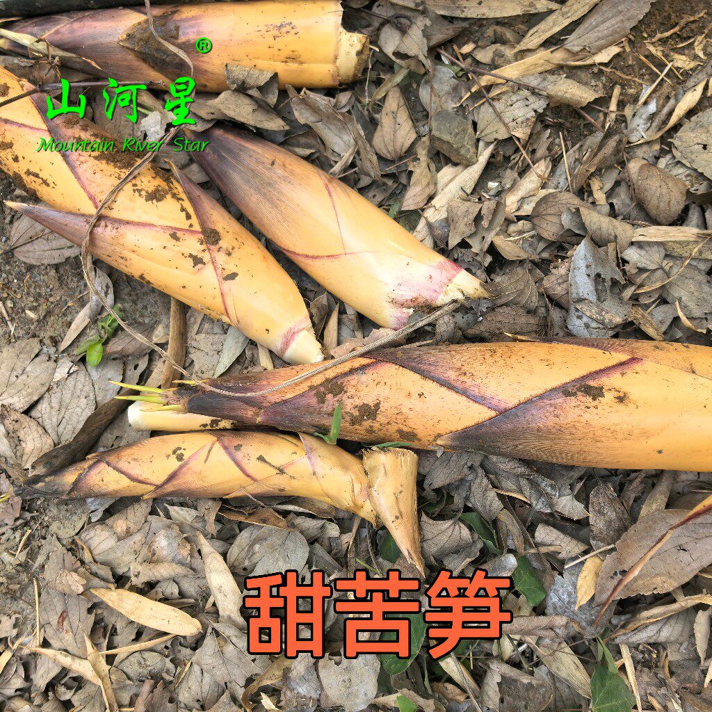 山河星新鲜带壳剥壳苦笋甘笋凉笋雷竹笋水煮笋小竹子春笋5斤福建