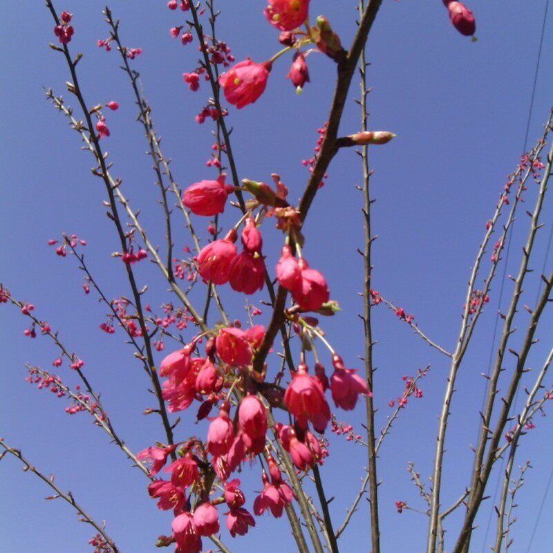 福建山樱花树苗南北方种植台湾日本晚樱地栽开花庭院绿化花木工程