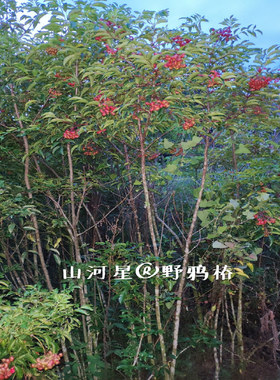 圆齿野鸦椿野鸭椿树苗木种子睛土货鸡胫花福建三明鸡腱花大树