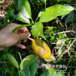 山河星新鲜野果孕妇水果木通果土货木瓜罗牛藤果包牛卵果坨九月瓜