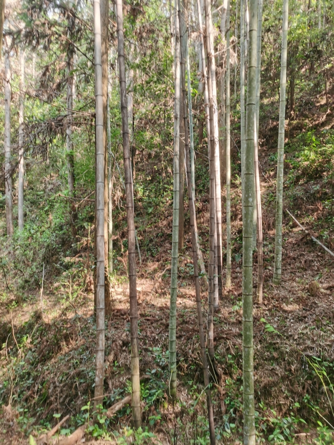福建三明清流毛竹楠竹竹杆小径竹绿竹厘竹小竹子种苗装饰建筑工程