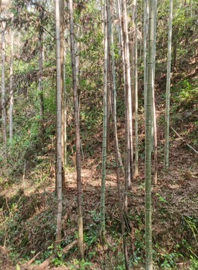福建三明清流毛竹楠竹竹杆小径竹绿竹厘竹小竹子种苗装饰建筑工程