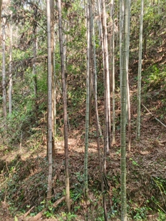 福建三明清流毛竹楠竹竹杆小径竹绿竹厘竹小竹子种苗装饰建筑工程