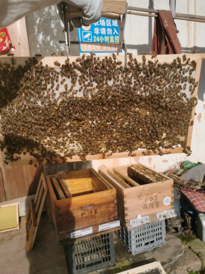 山河星蜂巢蜜农村沙芜野生纯土蜂蜜农家老蜜百花蜜原蜜冬蜜糖1斤