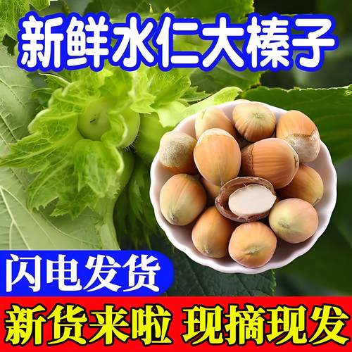 自家榛子园当天发货带绿皮榛子