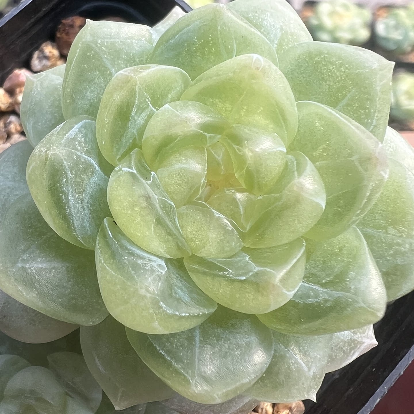 叶片 清漪  多肉植物新品 清透冰感 珍妮甜心系 叶插